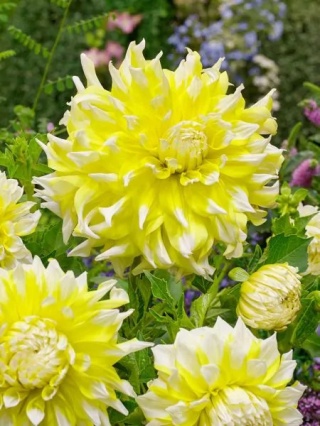 Dahlia Grand prix