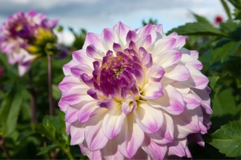 Dahlia Hapet blue eyes