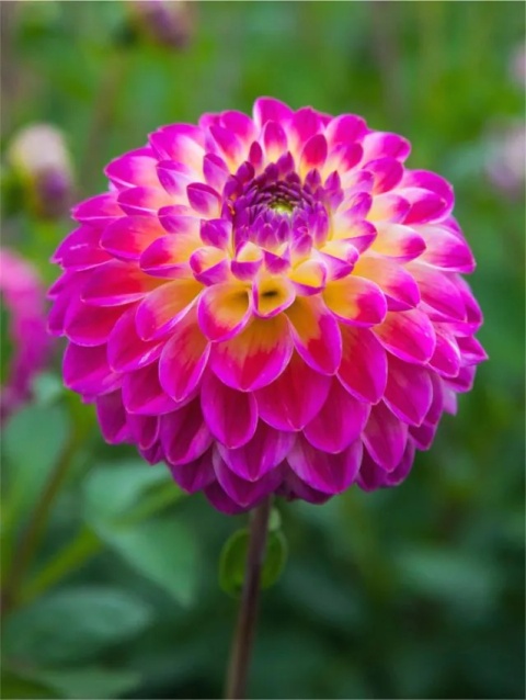 Dahlia Hapet daydream