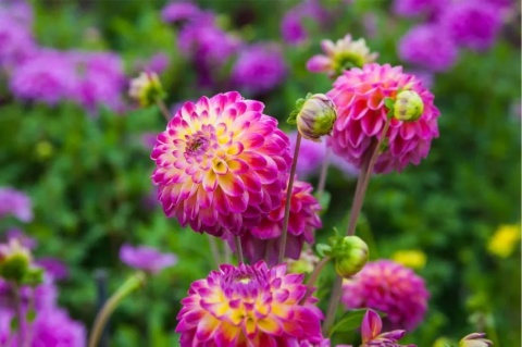 Dahlia Hapet daydream