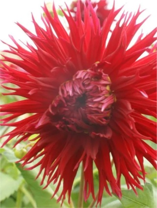 Dahlia Hillcrest duncan edwards