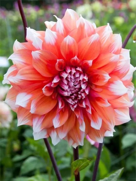 Dahlia Holland festival