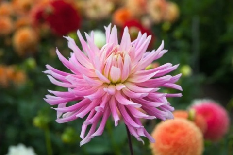 Dahlia Hollyhill cotton candy