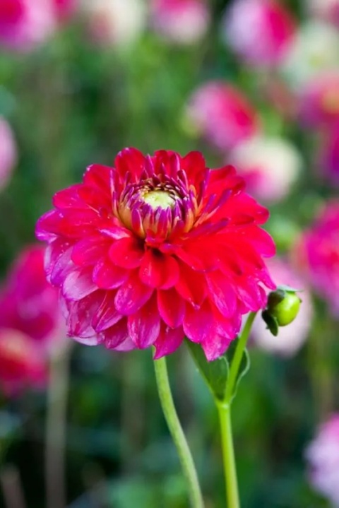 Dahlia Hullegie