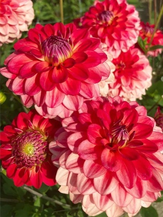 Dahlia Hullegie