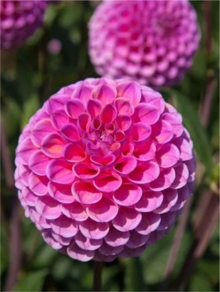 Dahlia Isabel