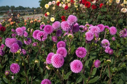 Dahlia Isabel