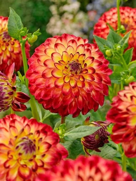 Dahlia Jowey arenda