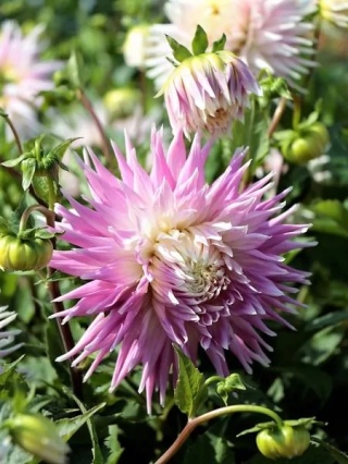 Dahlia Kiev