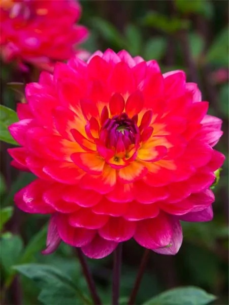 Dahlia Kilburn glow