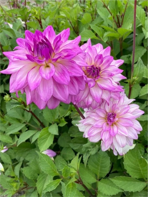 Dahlia Lake michigan