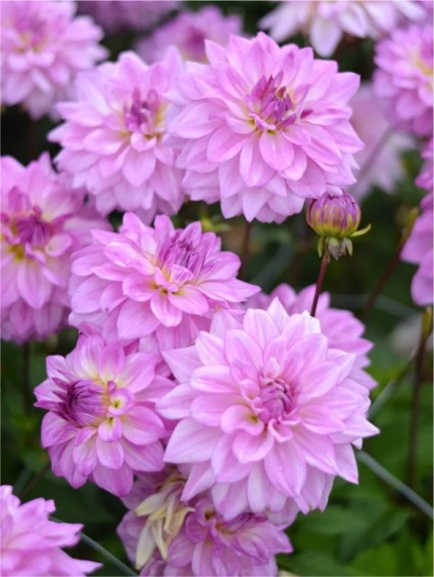 Dahlia Lake michigan