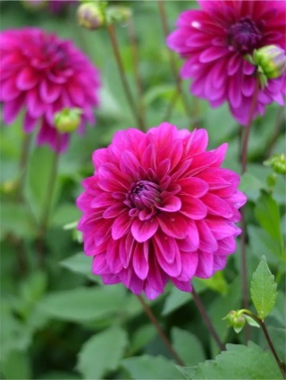 Dahlia Le baron