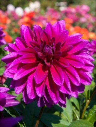 Dahlia Le baron