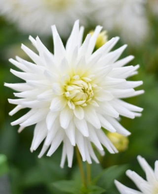 Dahlia My love