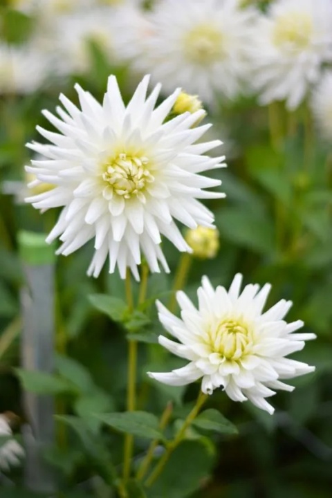 Dahlia My love