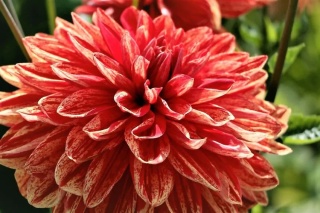 Dahlia Neo