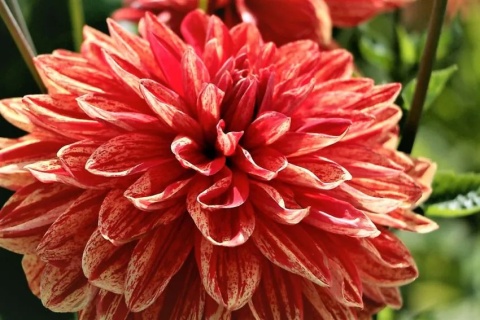 Dahlia Neo