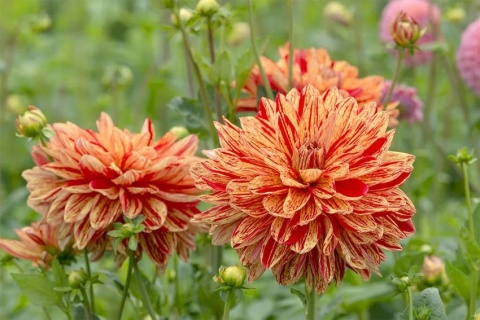 Dahlia Neo