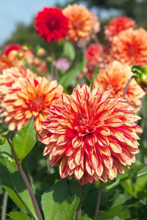 Dahlia Neo