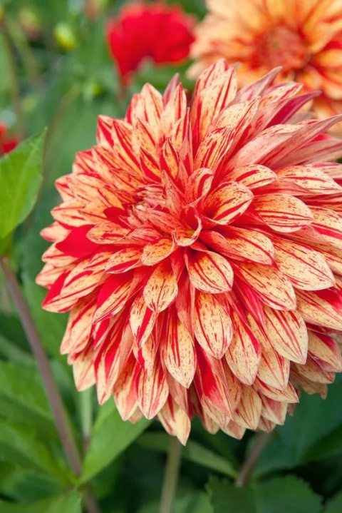Dahlia Neo