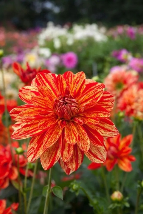 Dahlia Neo