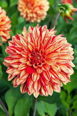 Dahlia Neo