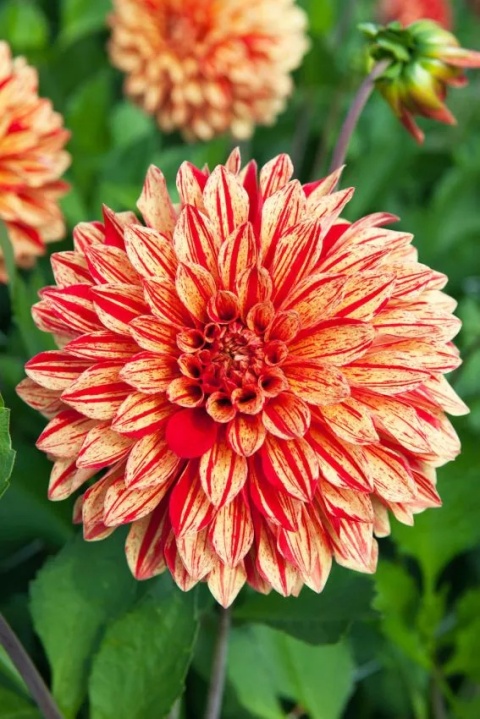 Dahlia Neo