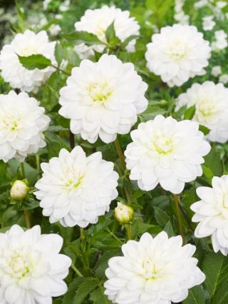 Dahlia Onesta