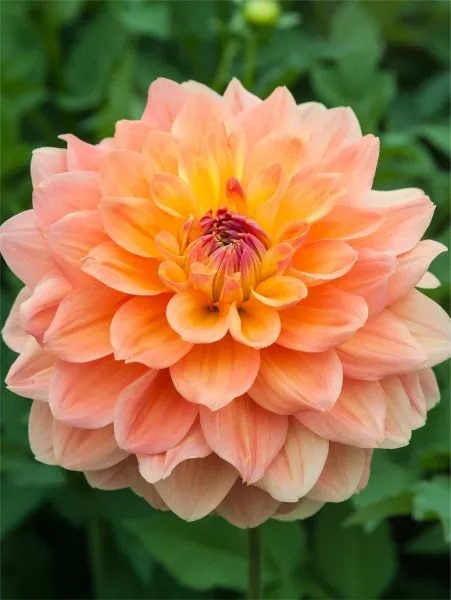 Dalia Ace Summer Sunset