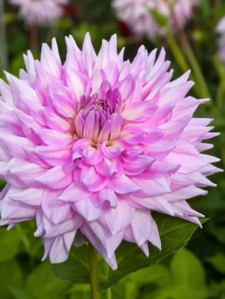 Dahlia ‘Almand’s Joy