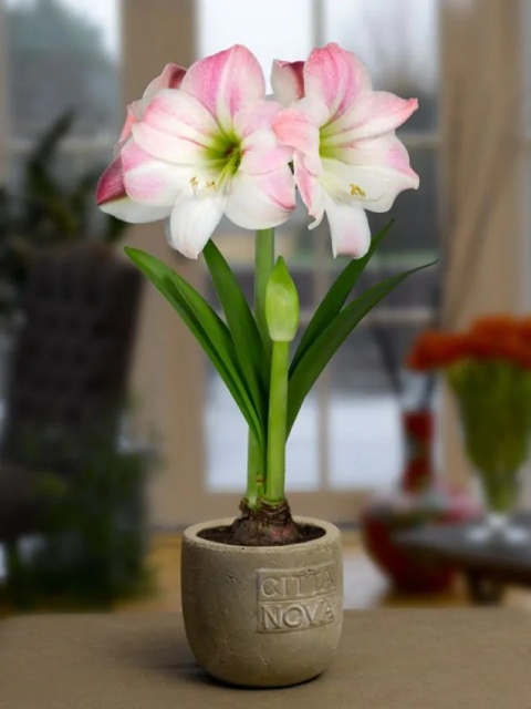 Amarylis Appleblossom