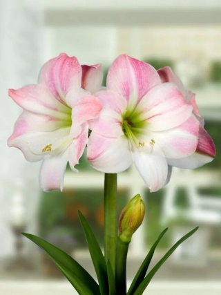 Amarylis Appleblossom