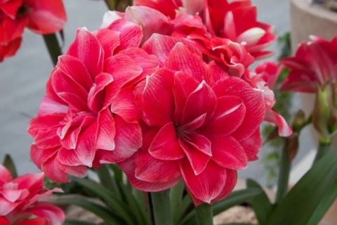 Amarylis Double dream