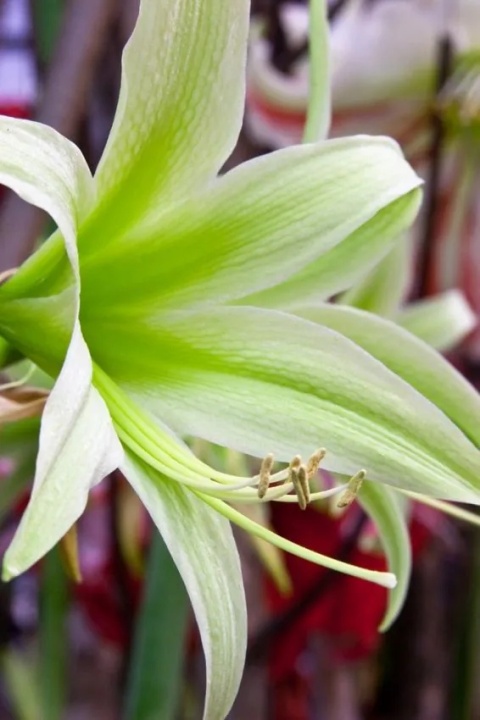 Amarylis Evergreen