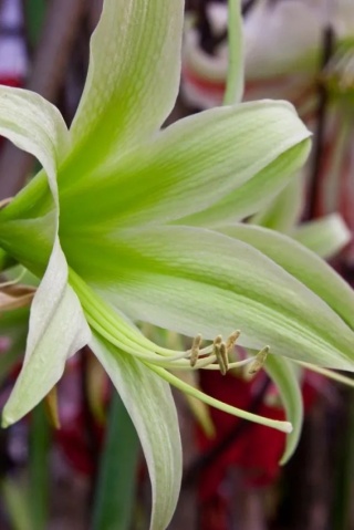 Amarylis Evergreen