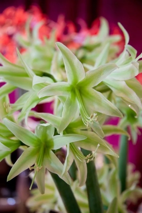 Amarylis Evergreen