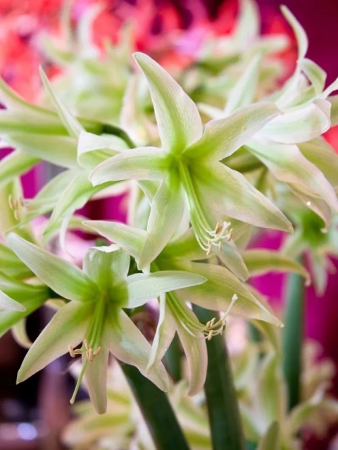 Amarylis Evergreen
