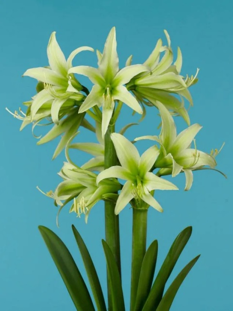 Amarylis Evergreen