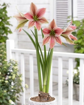 Amarylis Exotic star