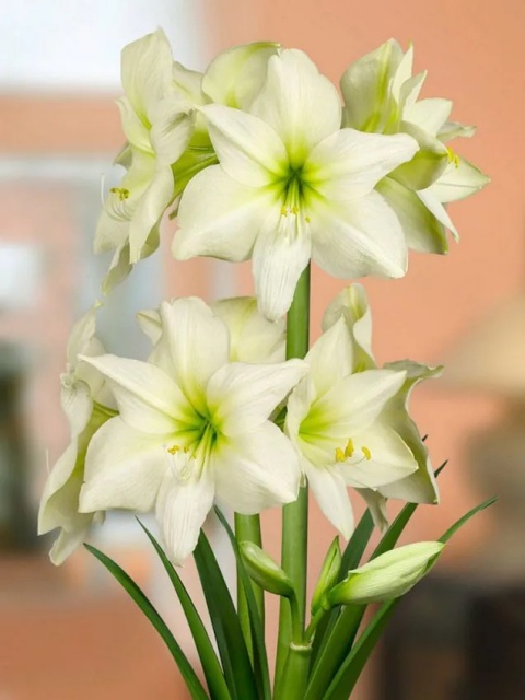 Amarylis Lemon star