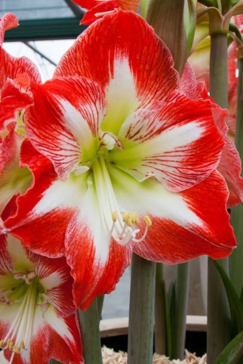 Amarylis Minerva gestreept