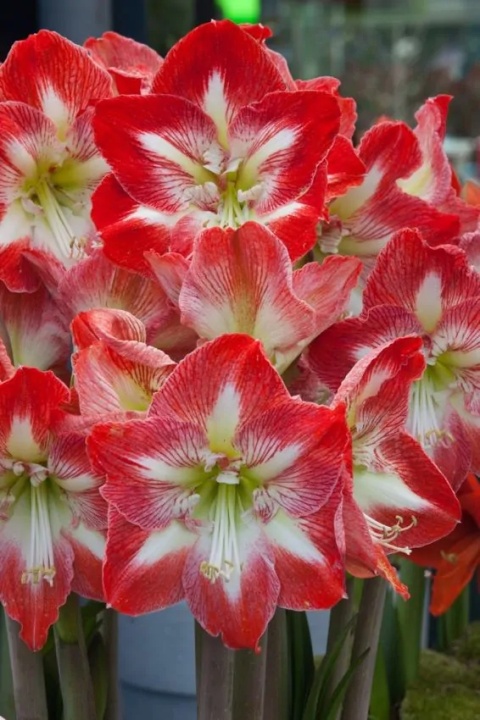 Amarylis Minerva gestreept