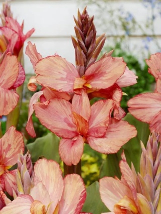 Canna Champion