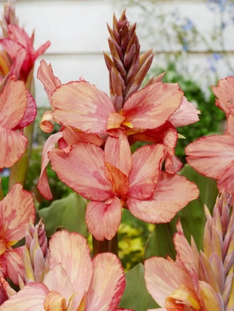 Canna Champion