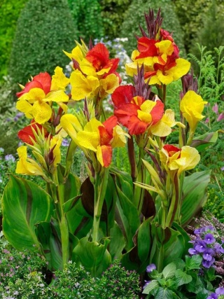 Canna Cleopatra