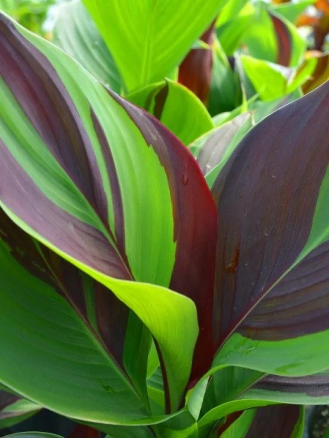 Canna Cleopatra