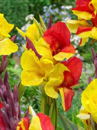 Canna Cleopatra