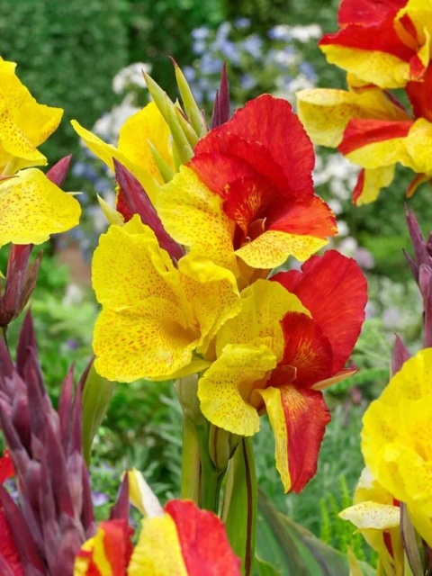 Canna Cleopatra