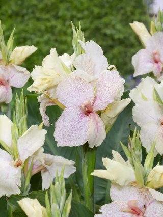 Canna Confetti